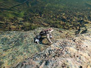 Image showing Common toad, Bufo bufo, Czech republic, Europe wildlife