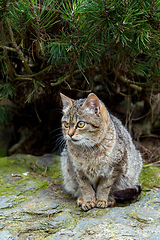 Image showing baby of cat, kitten playing in garden