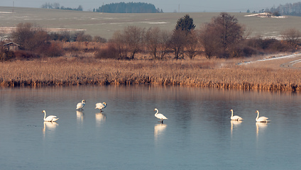 Image showing White swan on the frozen pond.