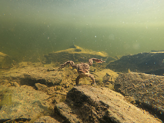 Image showing Common toad, Bufo bufo, Czech republic, Europe wildlife