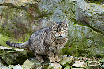 Image showing baby of cat, kitten playing in garden