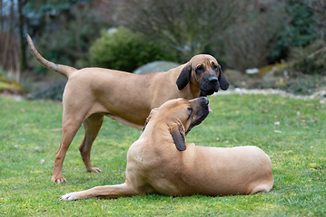 Image showing female of guardian dog Fila Brasileiro, Brazilian Mastiff