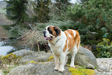 Image showing Portrait working breed of of St. Bernard dog