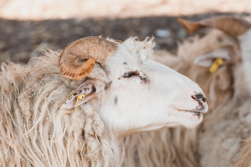 Image showing ram or tup, male of sheep