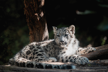 Image showing cute kitten of Snow Leopard cat, Irbis