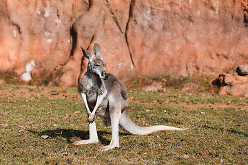 Image showing Red kangaroo, Megaleia rufa