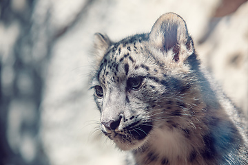 Image showing cute kitten of Snow Leopard cat, Irbis