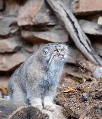 Image showing Pallass cat, Otocolobus manul