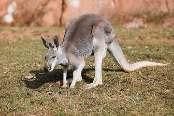 Image showing Red kangaroo, Megaleia rufa