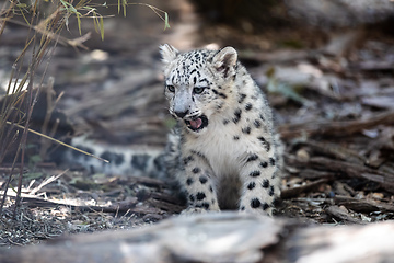 Image showing cute kitten of Snow Leopard cat, Irbis