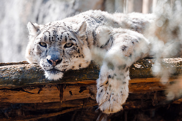 Image showing cat snow leopard - Irbis, Uncia uncia