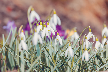 Image showing Snowdrop bloom in springtime