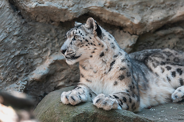 Image showing cat snow leopard - Irbis, Uncia uncia