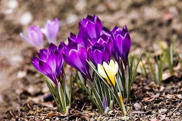 Image showing macro of first spring flowers in garden crocus