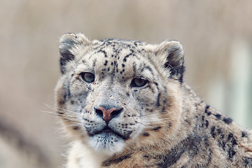 Image showing cat snow leopard - Irbis, Uncia uncia