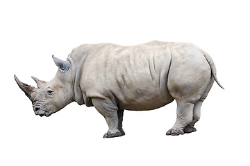 Image showing Rhino rhinoceros isolated on white background.