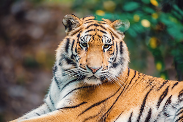 Image showing Siberian tiger, Panthera tigris altaica