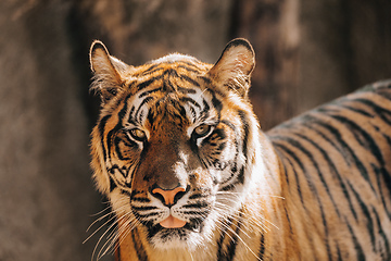 Image showing Sumatran Tiger, Panthera tigris sumatrae