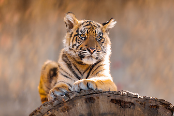 Image showing Sumatran Tiger, Panthera tigris sumatrae