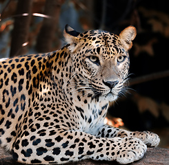 Image showing Sri Lanka Ceylon Leopard, Panthera pardus kotiya