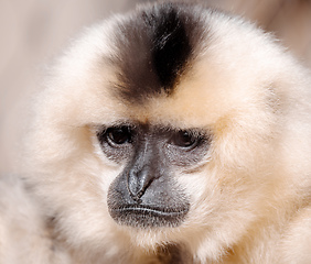 Image showing primate Yellow-cheeked gibbon, Nomascus gabriellae