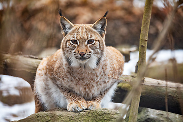 Image showing Lynx Portrait during the autumn