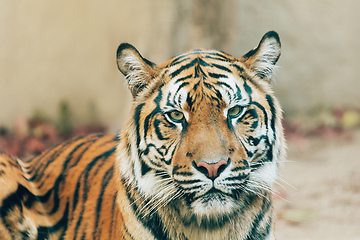 Image showing Sumatran Tiger, Panthera tigris sumatrae