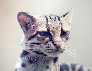 Image showing Margay, Leopardus wiedii, a rare South American cat