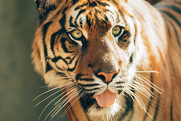 Image showing Sumatran Tiger, Panthera tigris sumatrae