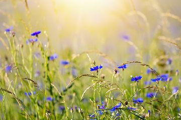 Image showing Blooming Cornflowers, Centaurea Cyanus