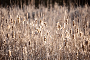 Image showing orange reeds in spring time