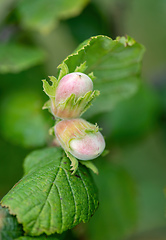 Image showing Green unripe hazelnuts on the tree