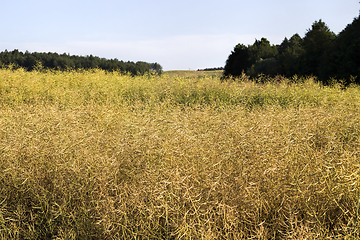 Image showing field full of rapeseed i