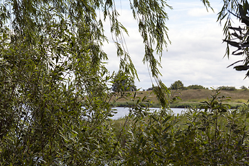 Image showing trees and plants