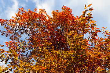 Image showing autumn season