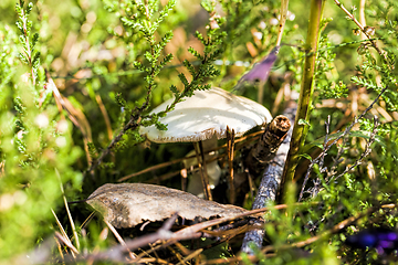 Image showing poisonous mushrooms