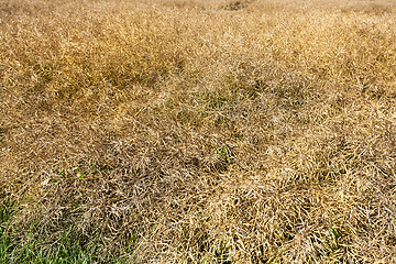 Image showing rapeseed in the field