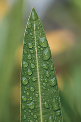 Image showing water drops on green plant leaf