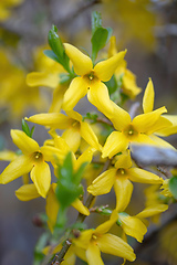 Image showing Beautiful Yellow blossoms of forsythia bush in garden