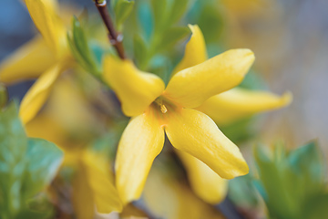 Image showing Beautiful Yellow blossoms of forsythia bush in garden