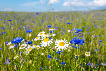 Image showing Blooming Cornflowers, Centaurea Cyanus