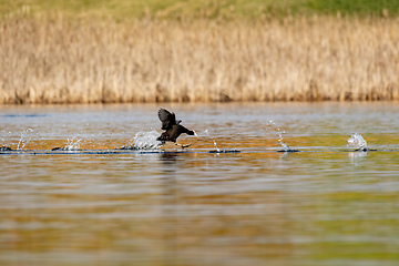 Image showing Bird Eurasian coot Fulica atra on pond