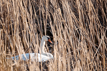 Image showing Wild bird mute swan in spring on pond