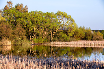 Image showing reeds at the pond in springtime