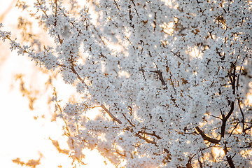 Image showing Midland hawthorn white flowering tree