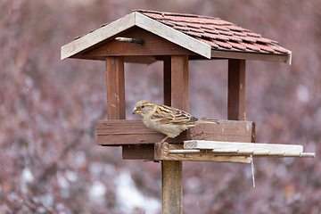 Image showing house sparrow, Passer domesticus, in simple bird feeder