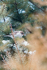 Image showing female of small beautiful bird house sparrow