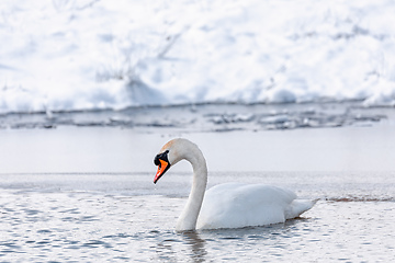 Image showing Wild bird mute swan in winter on pond