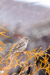 Image showing female of small beautiful bird house sparrow