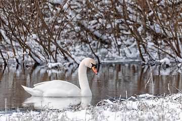 Image showing Wild bird mute swan in winter on pond